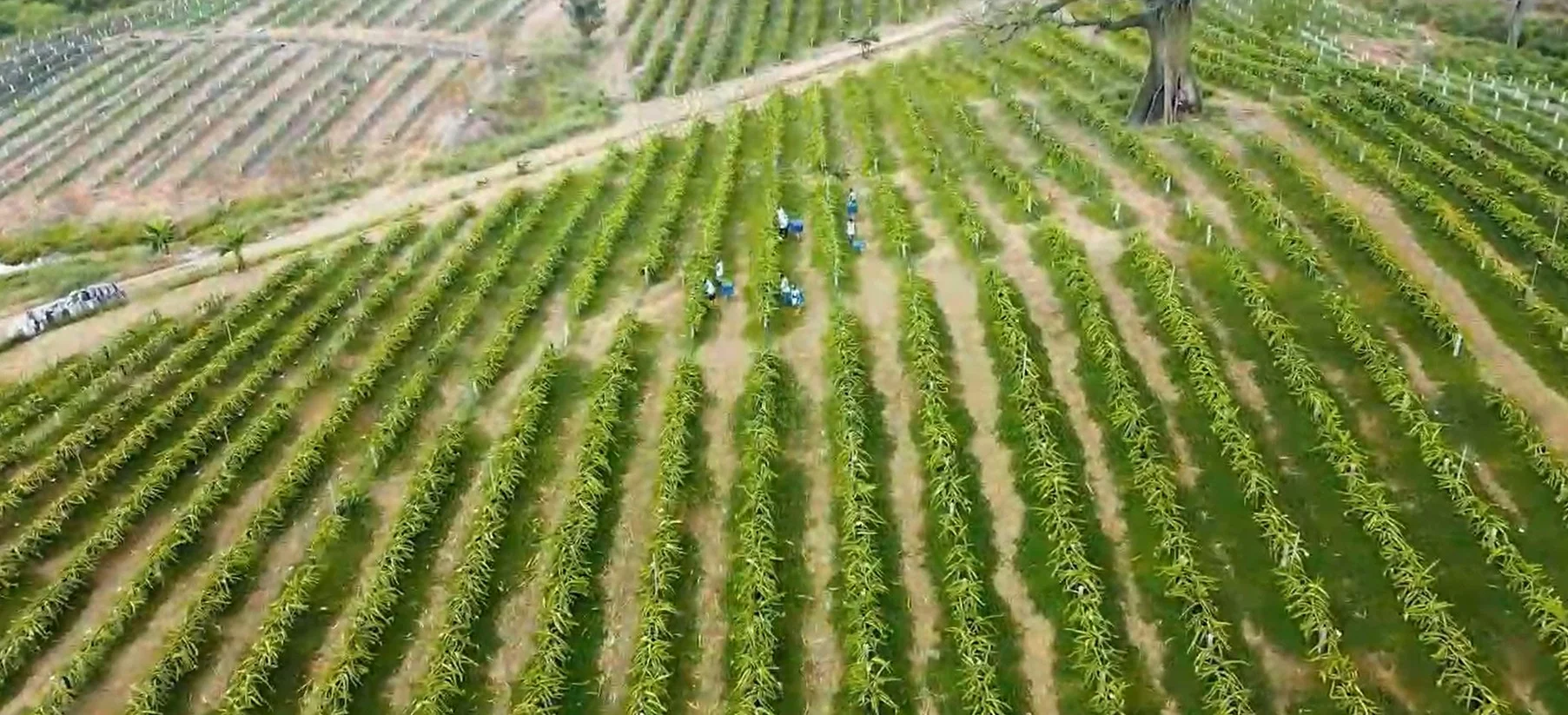 Plantación MC Fruits 1