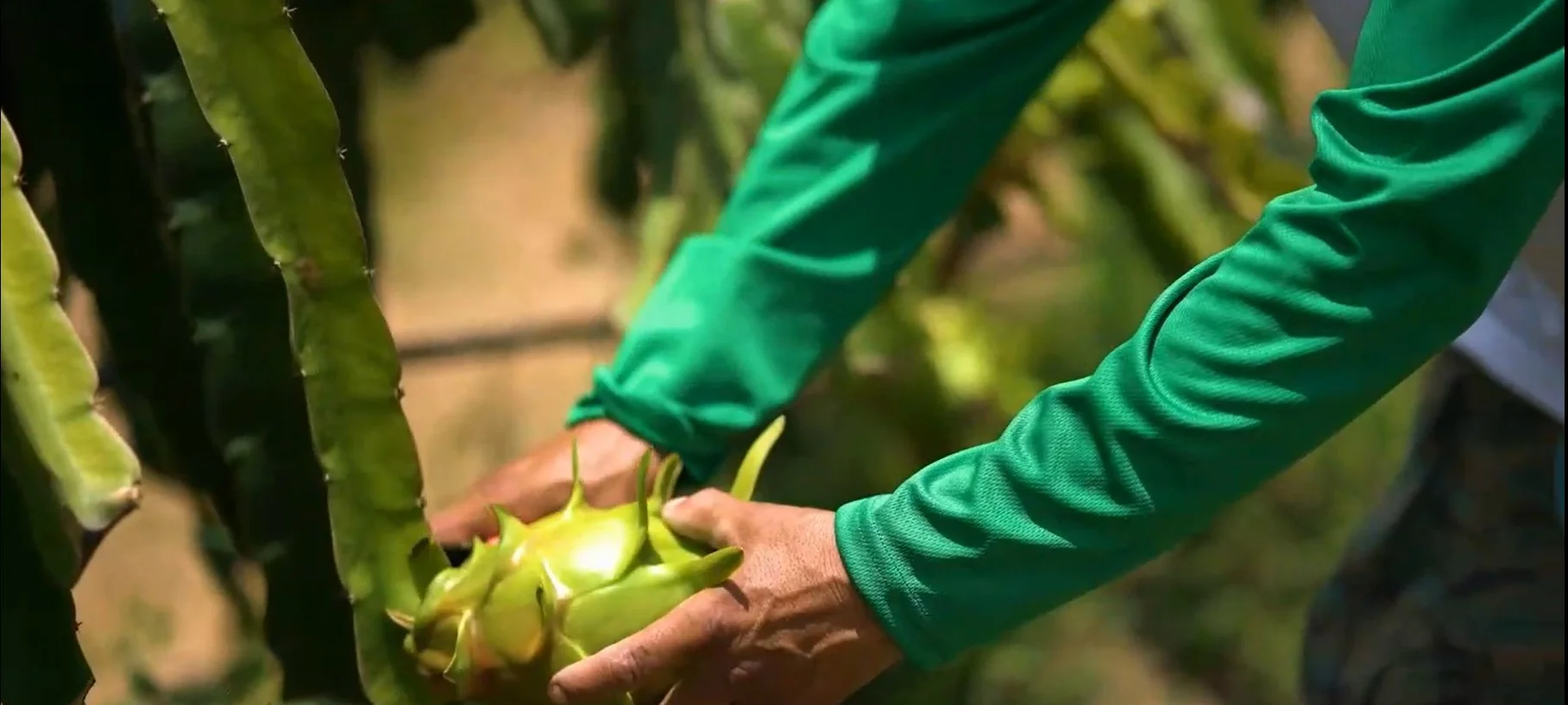 Plantación MC Fruits 2